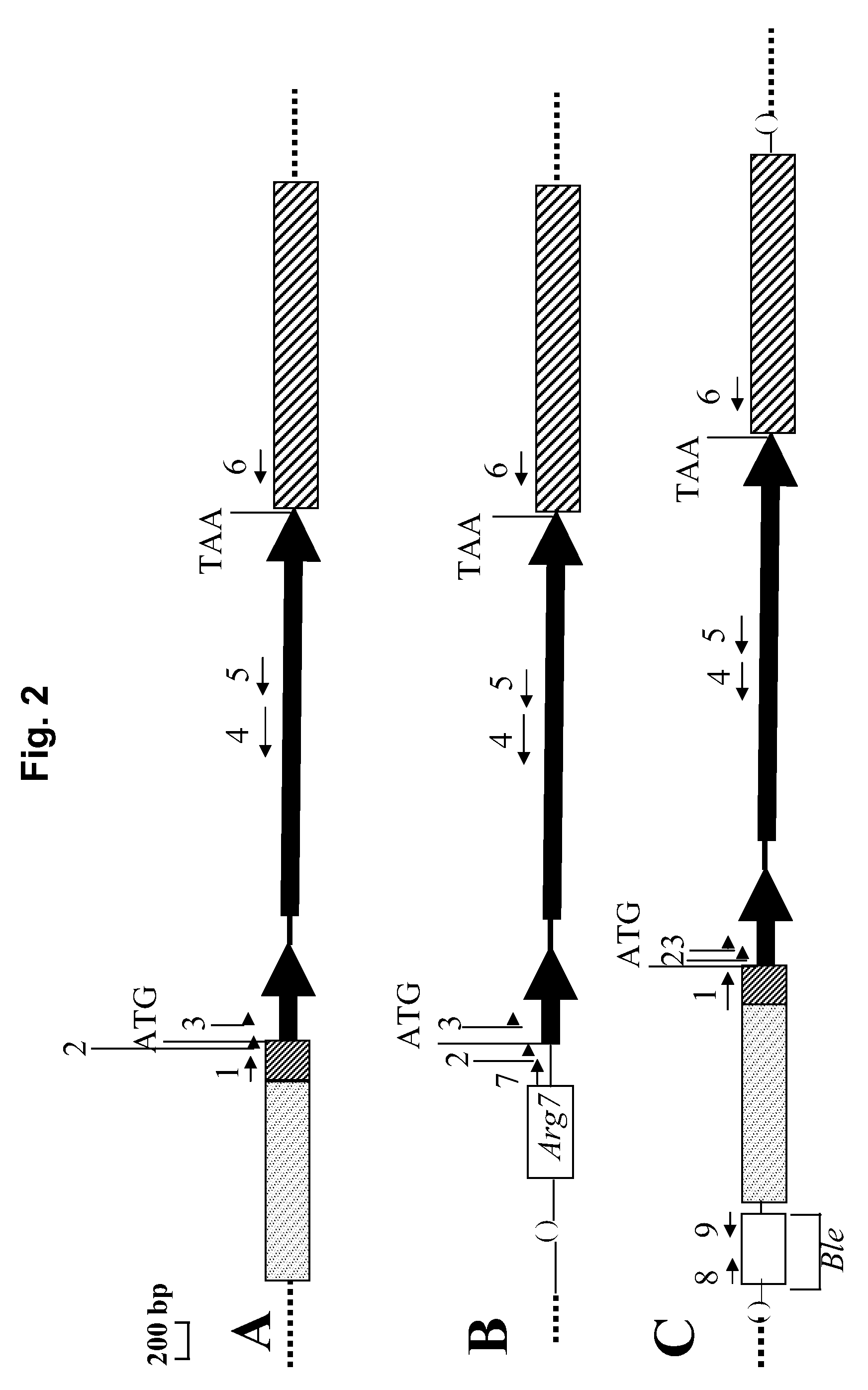 Suppression of <i>Tla1 </i>gene expression for improved solar conversion efficiency and photosynthetic productivity in plants and algae