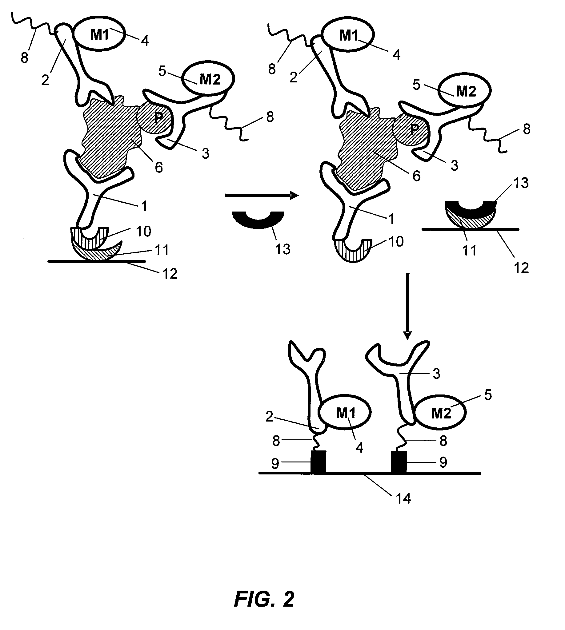 Antibody-based arrays for detecting multiple signal transducers in rate circulating cells