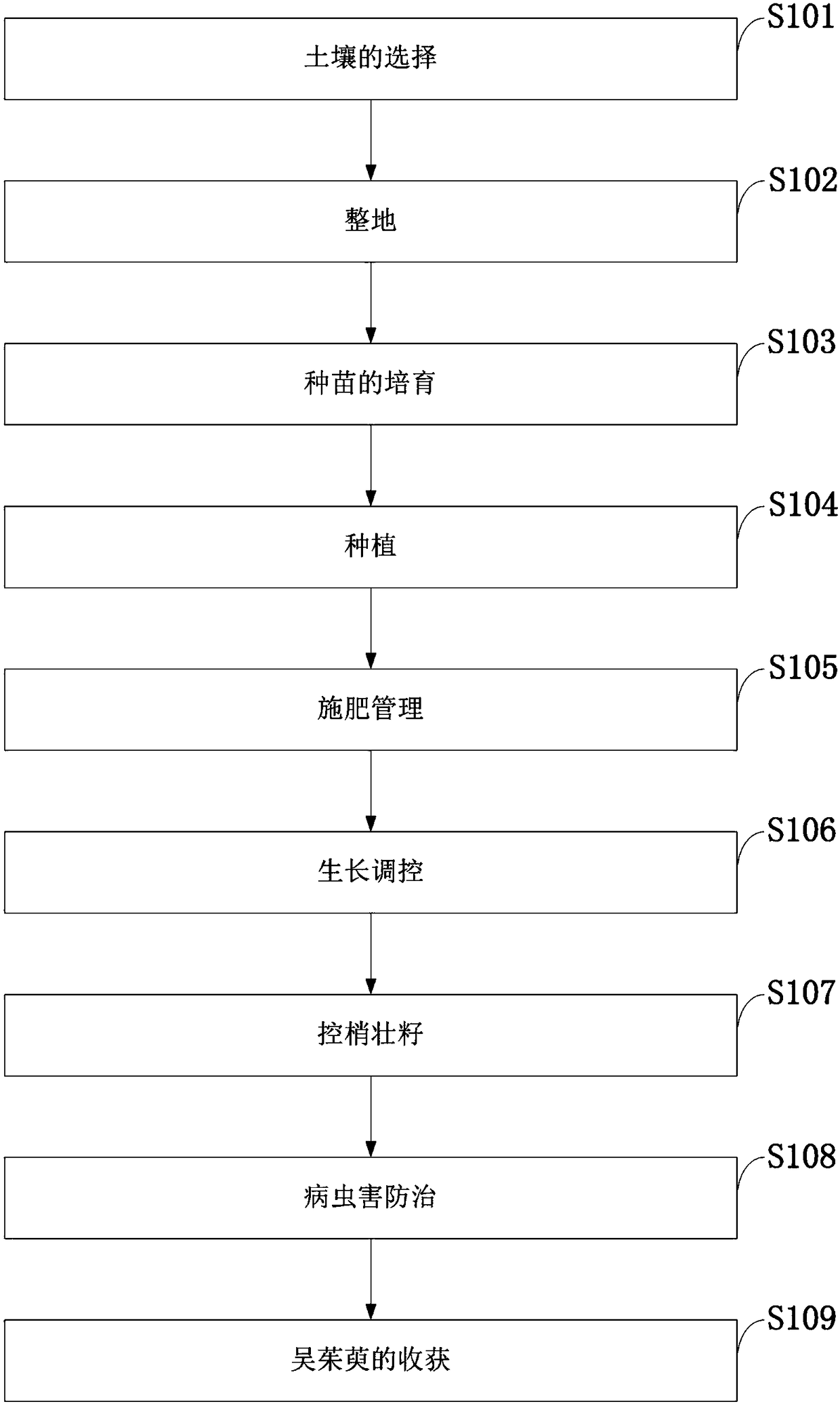 Evodia rutaecarpa short-dense-early GAP high-yield cultivation method and application