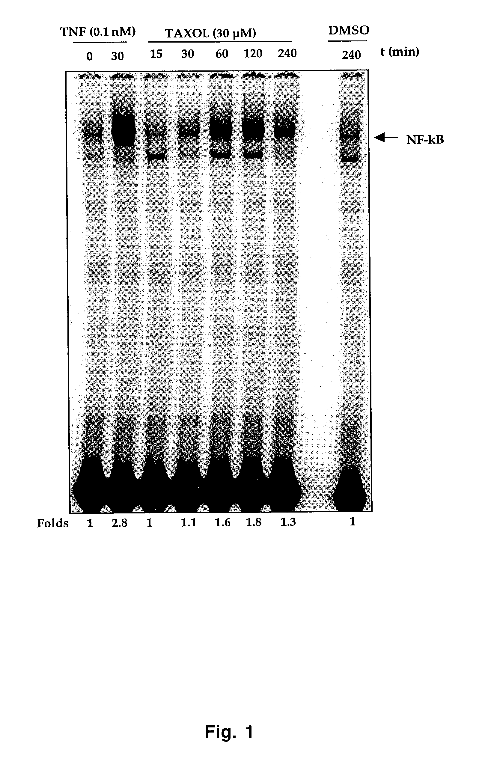 Synergistic effects of nuclear transcription factor NF-κB inhibitors and anti-neoplastic agents