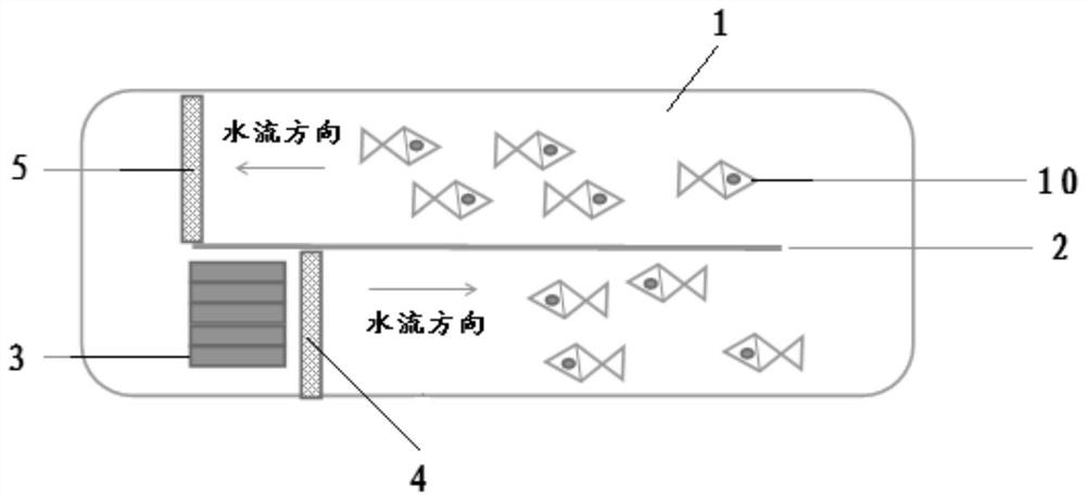 A culture method for improving the muscle quality of large yellow croaker and a circulating flow culture pond