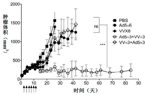 Vaccine for inducing specific immunity of tumor and application thereof