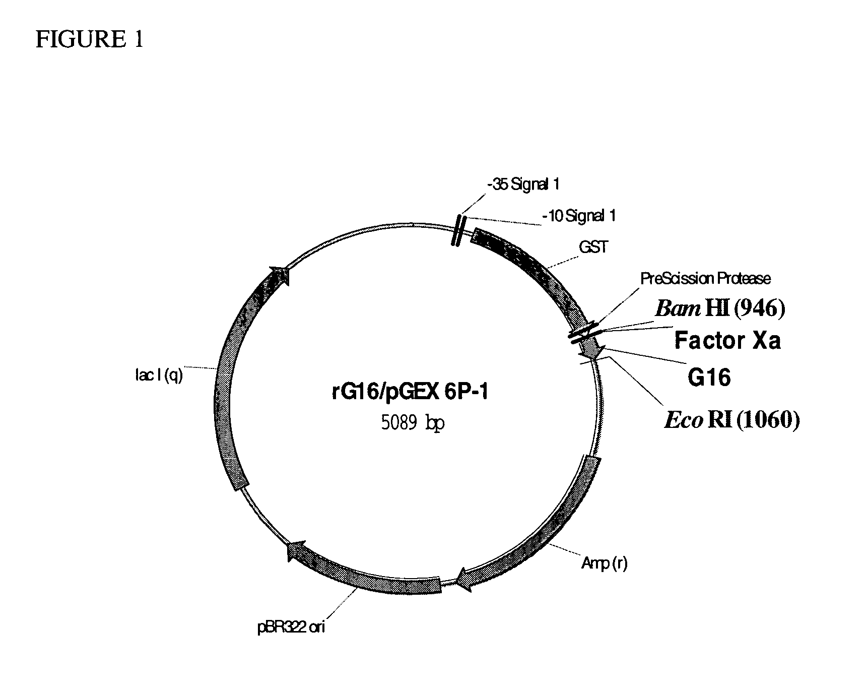 Peptides acting as both GLP-1 receptor agonists and glucagon receptor antagonists and their pharmacological methods of use