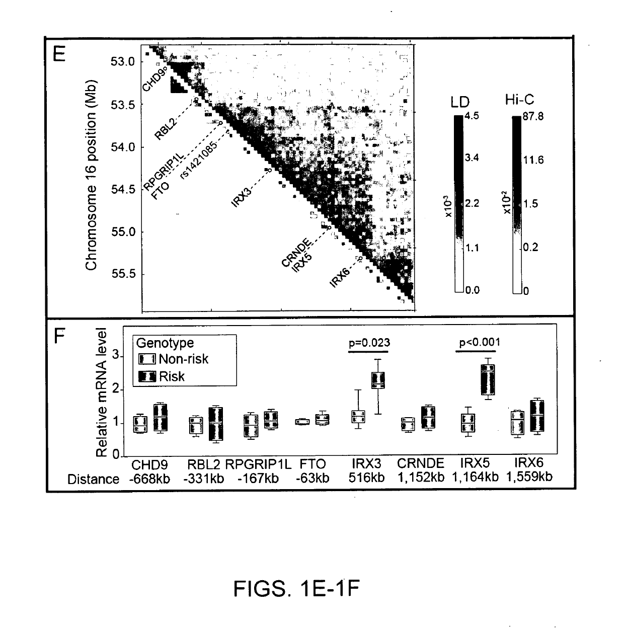 Compositions And Methods For Manipulation Of Adipocyte Energy Consumption Regulatory Pathway