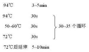 Heat resistance associated molecular marker on chicken heat stress protein 70 gene and acquiring method and application thereof