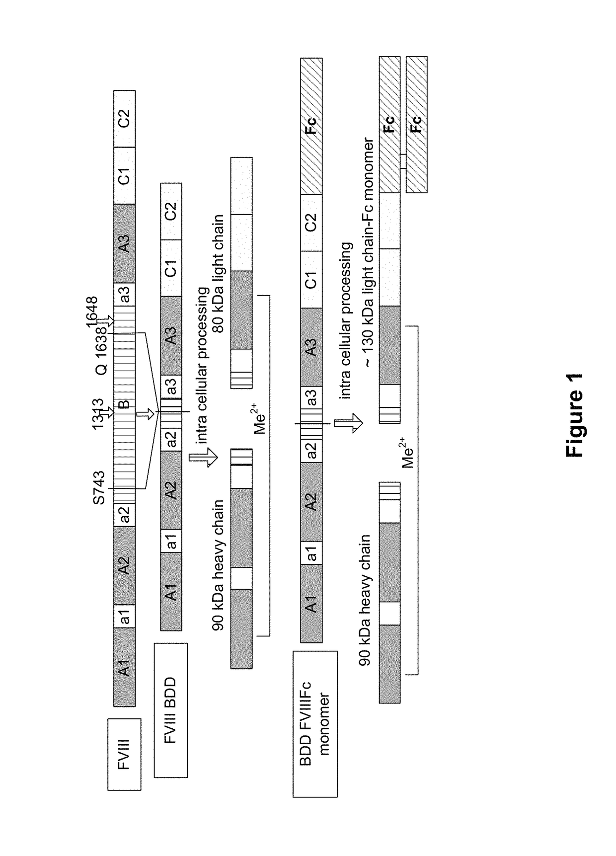 Methods of reducing immunogenicity against factor VIII in individuals undergoing factor VIII therapy