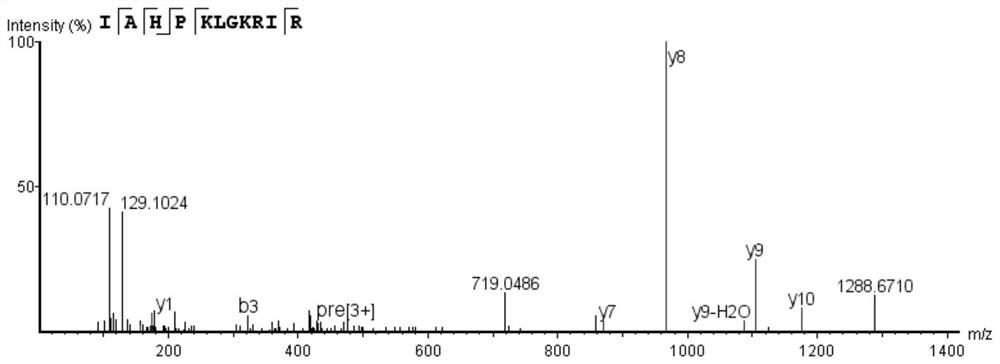 A kind of bioactive peptide iahpklgkrir and its preparation method and application