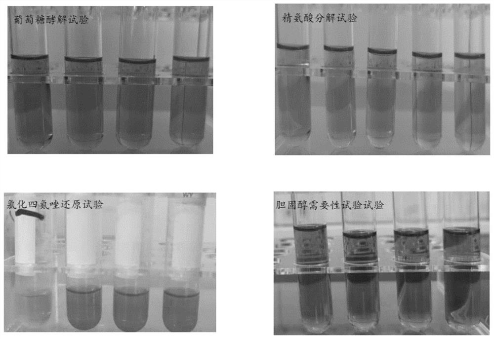 Mycoplasma ovipneumoniae vaccine strain, vaccine composition prepared from vaccine strain and application of vaccine composition