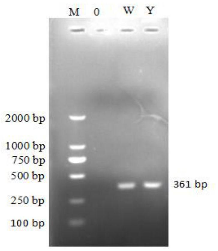 Mycoplasma ovipneumoniae vaccine strain, vaccine composition prepared from vaccine strain and application of vaccine composition