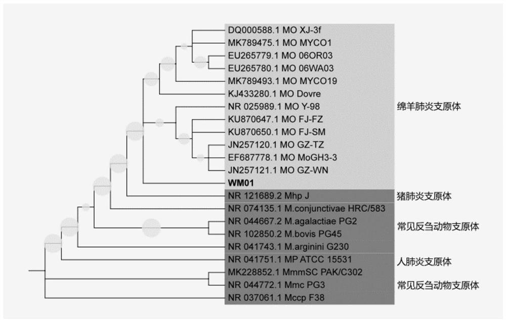 Mycoplasma ovipneumoniae vaccine strain, vaccine composition prepared from vaccine strain and application of vaccine composition