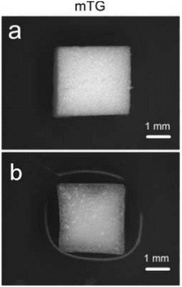 Preparation method of gelatin sponge scaffold