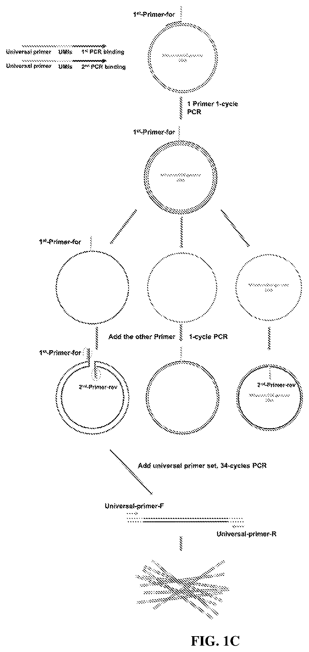 Compositions and methods of labeling nucleic acids and sequencing and analysis thereof