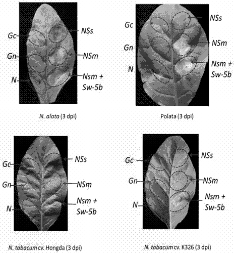 Method for screening disease-resistant genes by aid of tomato spotted wilt virus NSm (new smoking materials) genes