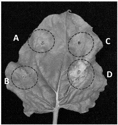 Method for screening disease-resistant genes by aid of tomato spotted wilt virus NSm (new smoking materials) genes