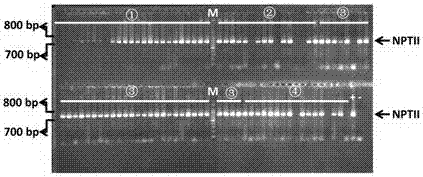 Method for screening disease-resistant genes by aid of tomato spotted wilt virus NSm (new smoking materials) genes