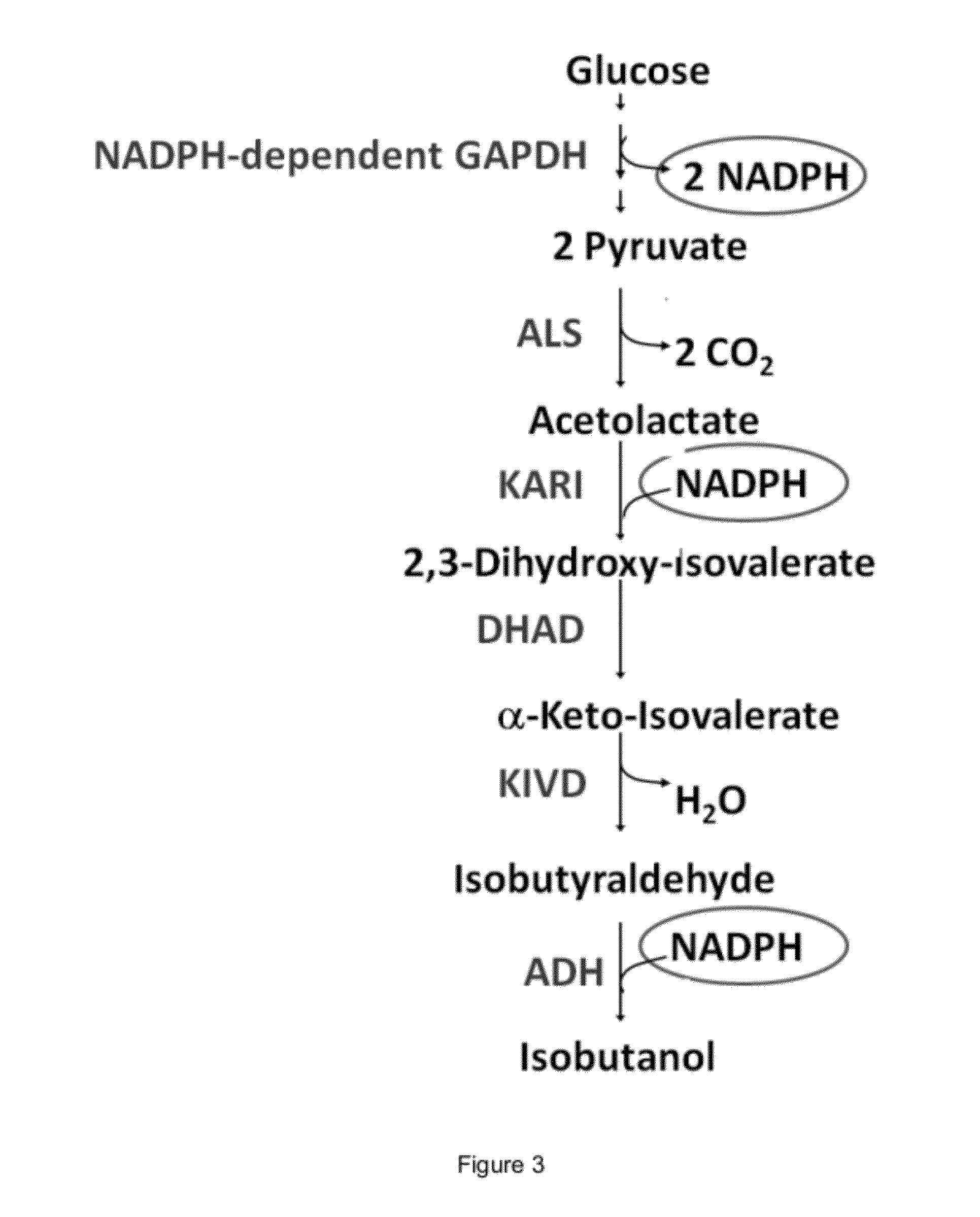 Engineered microogranisms capable of producing target compounds under anaerobic conditions