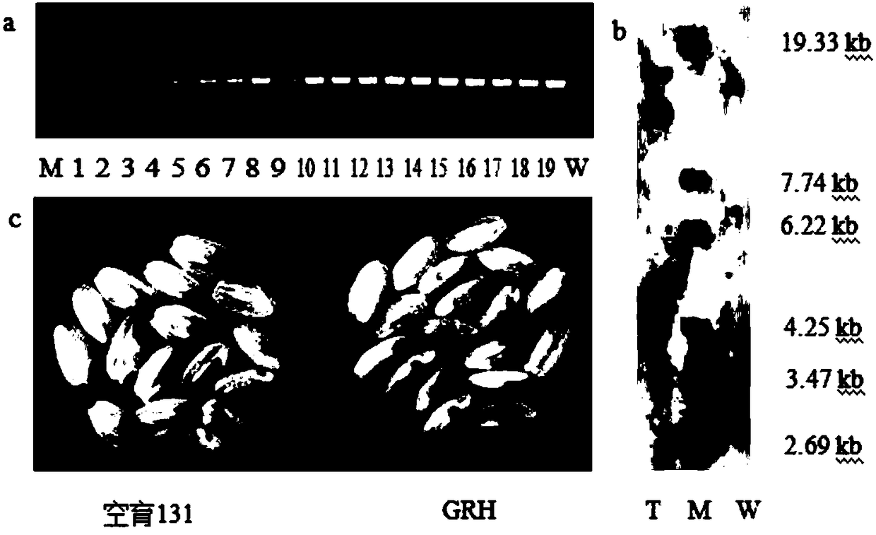 Method for culturing transgenic rice GRH and black gold rice and detecting target gene of the transgenic rice GRH