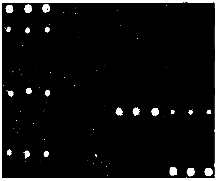 Gene chip of main pathogenic microorganism in drinking water and testing kit