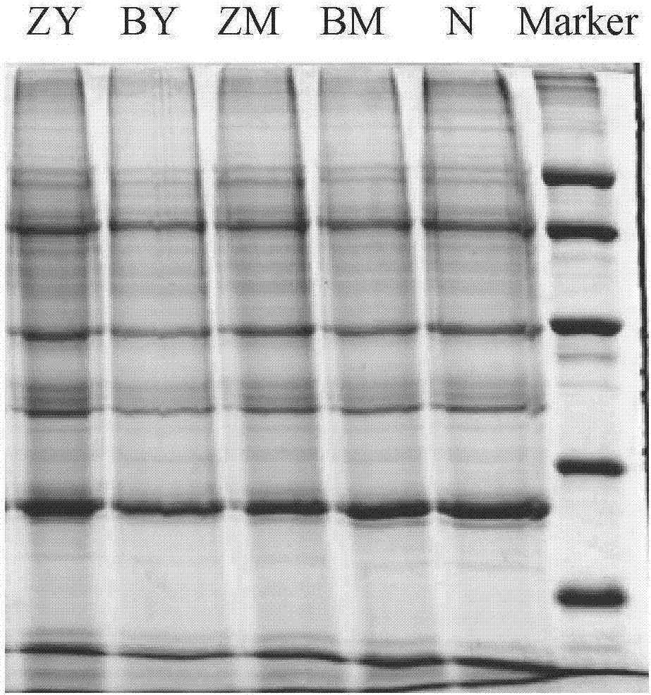 Target protein and screening method of Yimusake tablet acting on abnormal mucus syndrome and impotence syndrome model