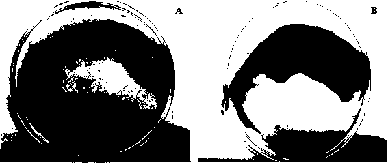 Preparation method of hydrophilic chitosan modified basalt fiber support