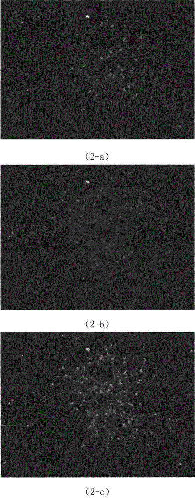 Method for inducing human neural stem cells to differentiate into dopaminergic neurons in vitro