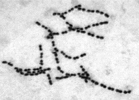 Streptococcus thermophilus enrichment medium and preparation method thereof