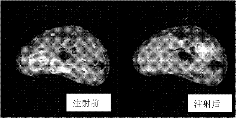 Paramagnetic metal complex and synthetic method and application thereof