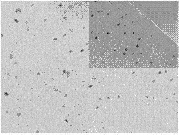 cRNA (complementary ribonucleic acid) in situ hybridization probe of neuropeptide Y and preparation method of cRNA in situ hybridization probe