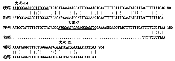 Double real-time fluorescence PCR identification method for indica-japonica subspecies rice based on chloroplast DNA difference