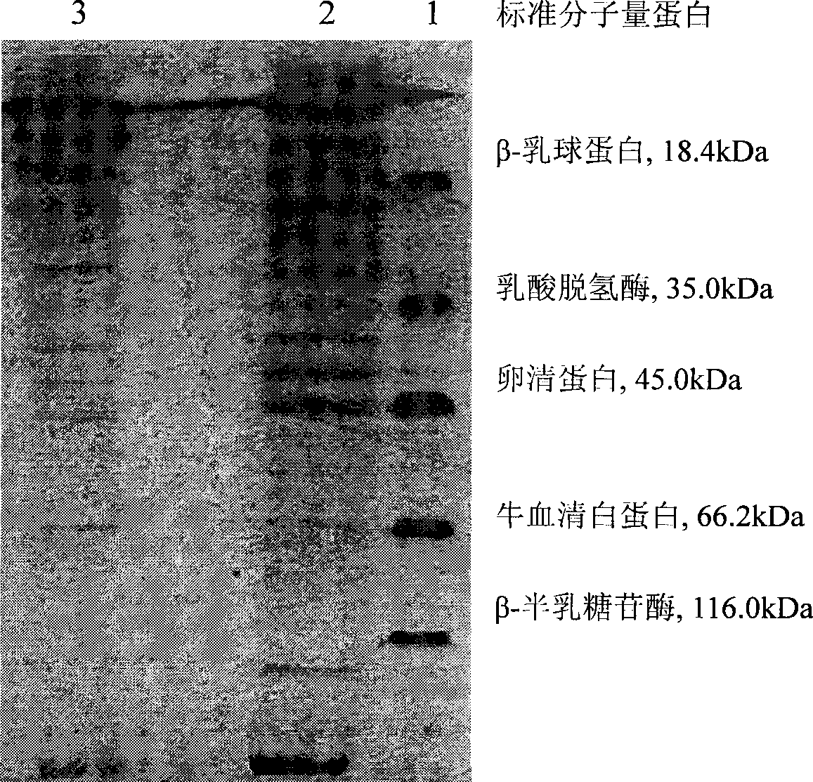 Double-enzyme extraction method of tea protein