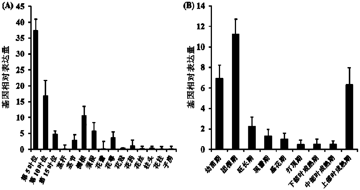 Gene for regulating flavonoid synthesis and encoded protein and application of gene