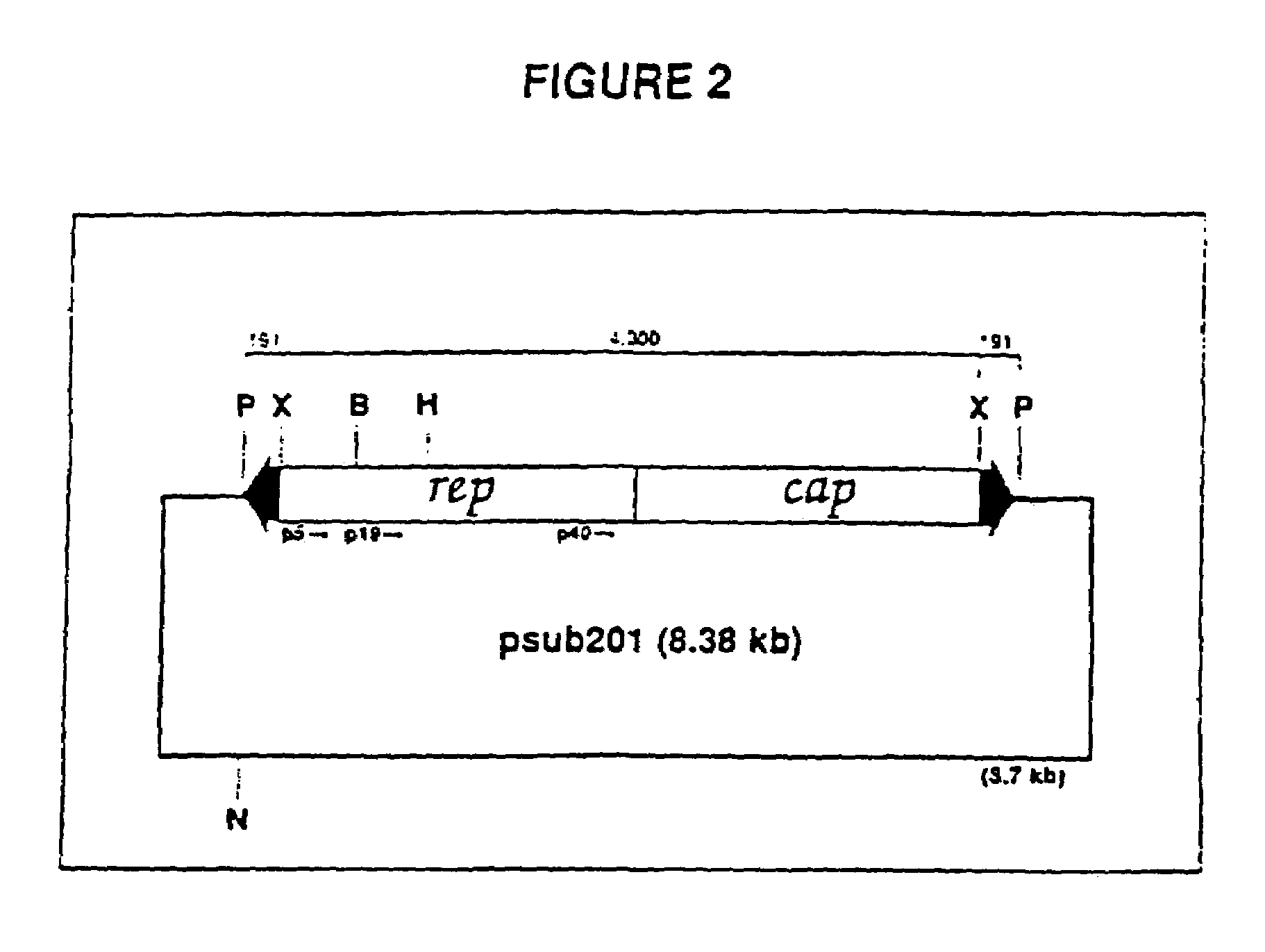 Adeno-associated virus materials and methods