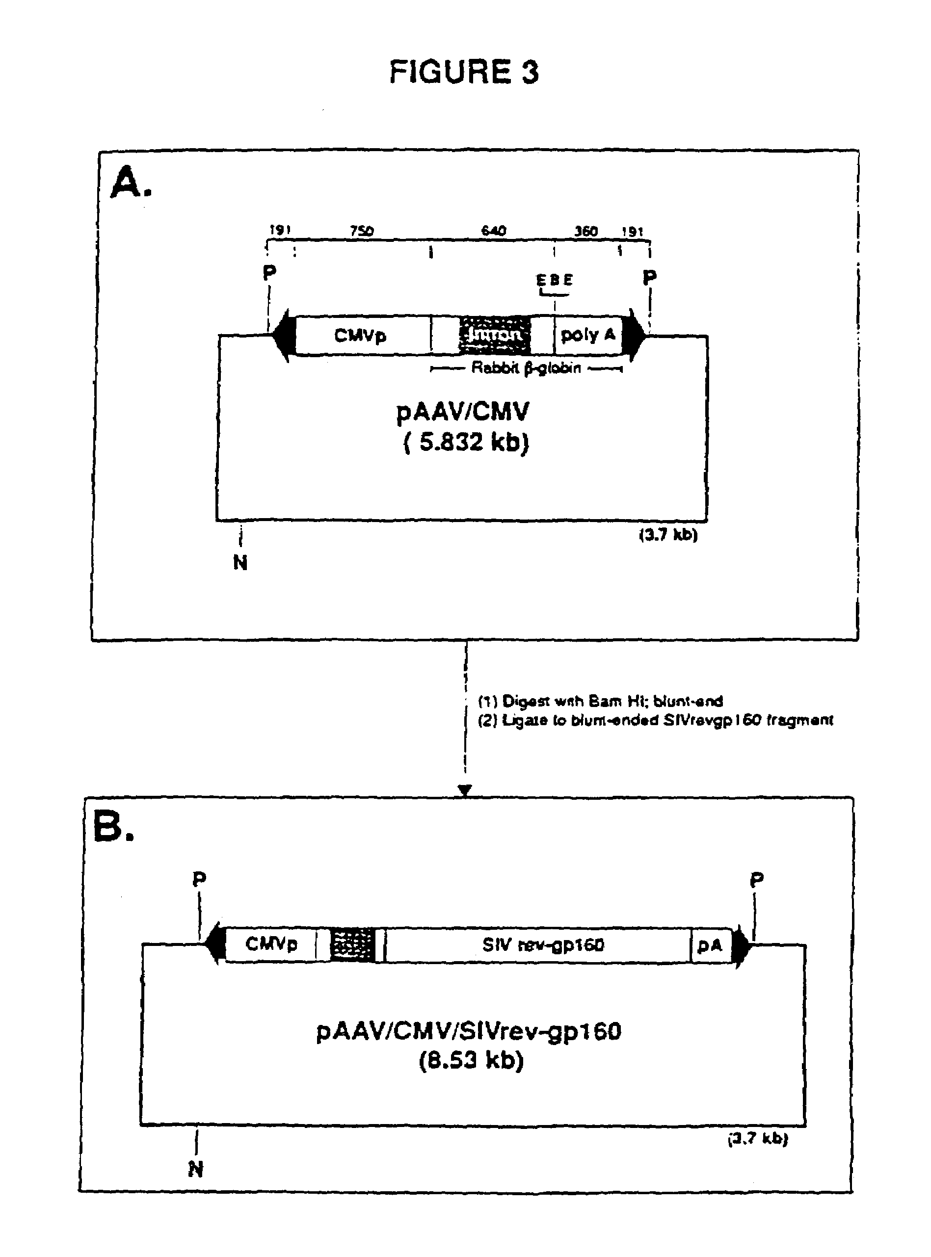 Adeno-associated virus materials and methods