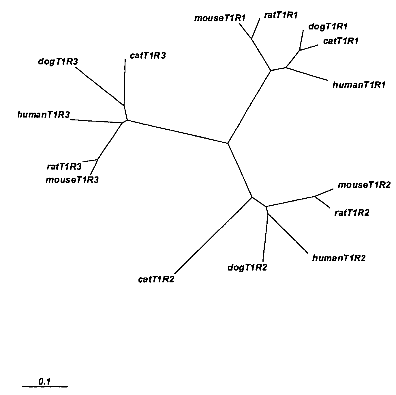 Taste Receptors Of The T1R Family From Domestic Dog