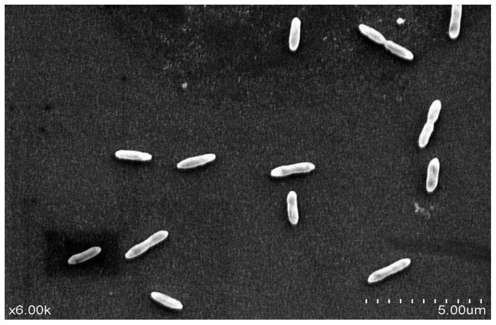 A denitrifying bacterium with complete denitrification ability and rapid denitrification ability and its application