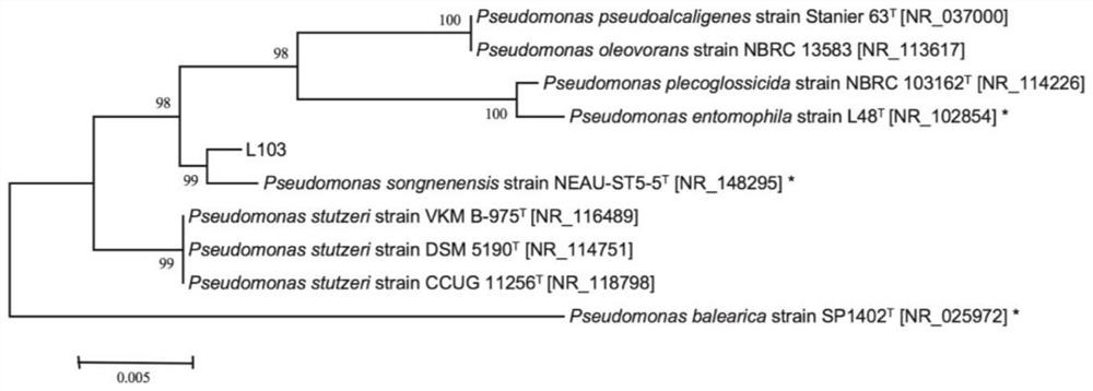 A denitrifying bacterium with complete denitrification ability and rapid denitrification ability and its application