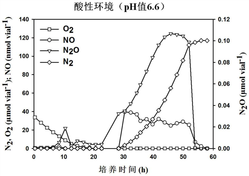 A denitrifying bacterium with complete denitrification ability and rapid denitrification ability and its application