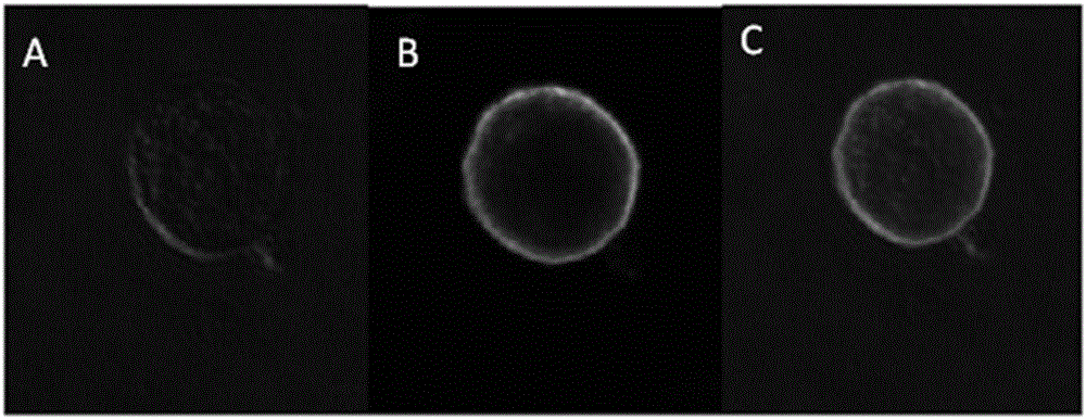 Method for preparing vaccine vectors for swine from swine IgG1 Fc recombinant baculoviruses