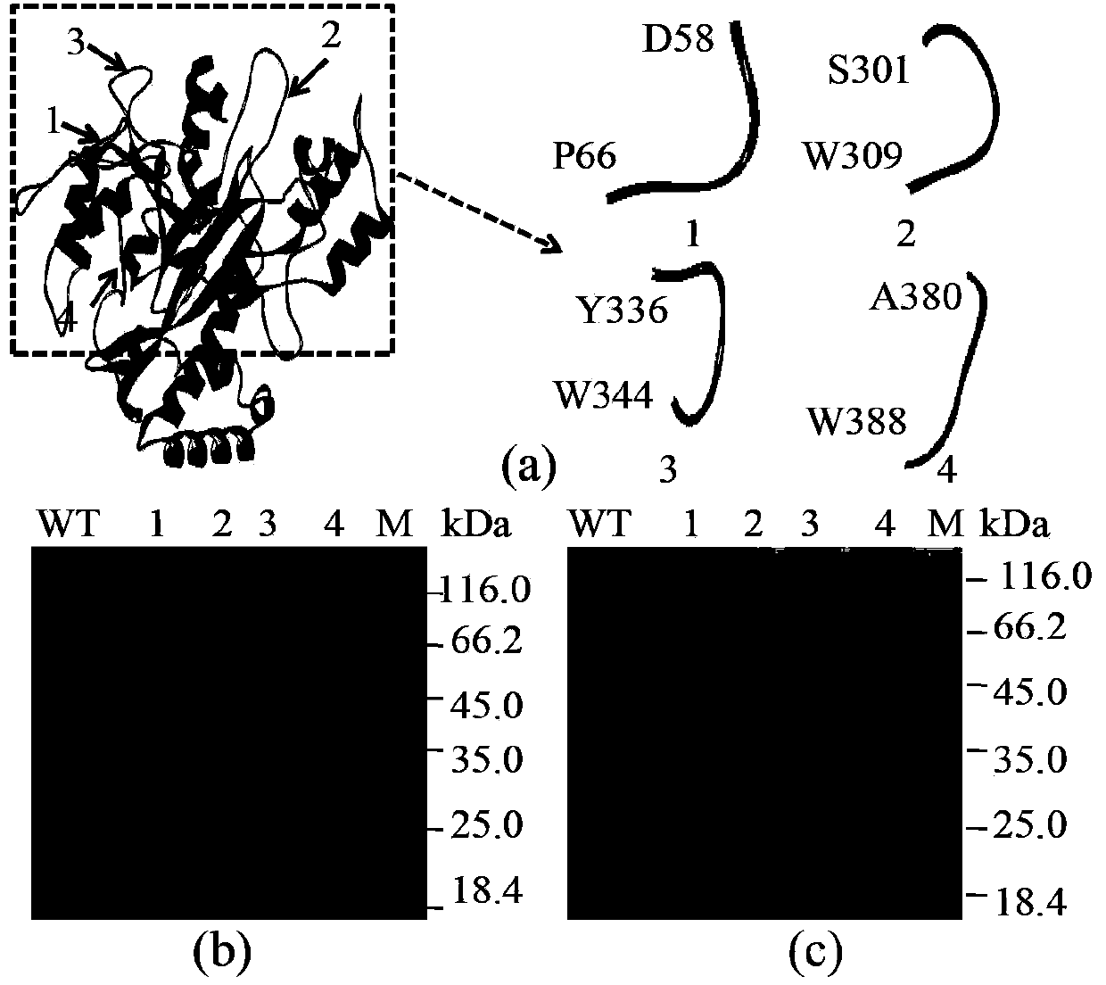 Method for improving specific activity of microbial transglutaminase