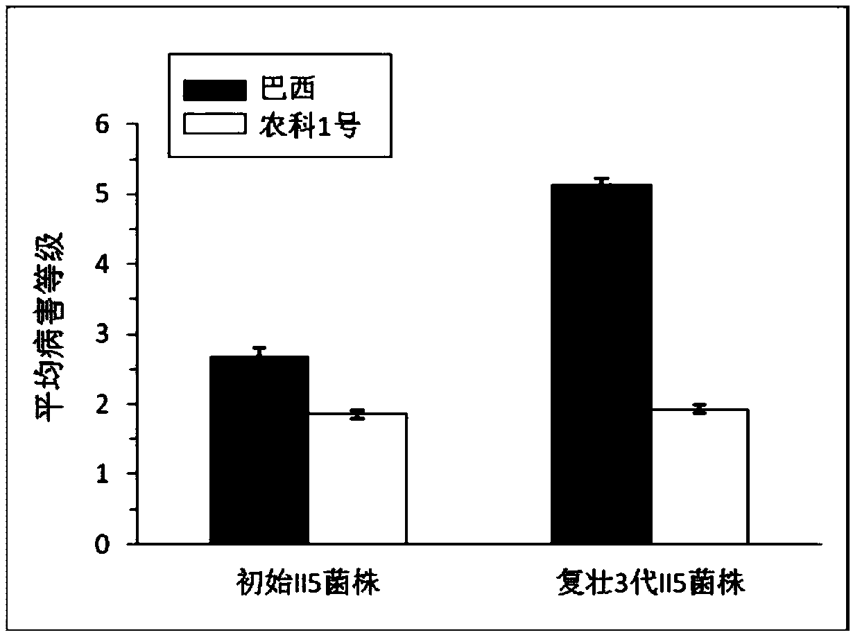 Fusarium oxysporum strain rejuvenation method