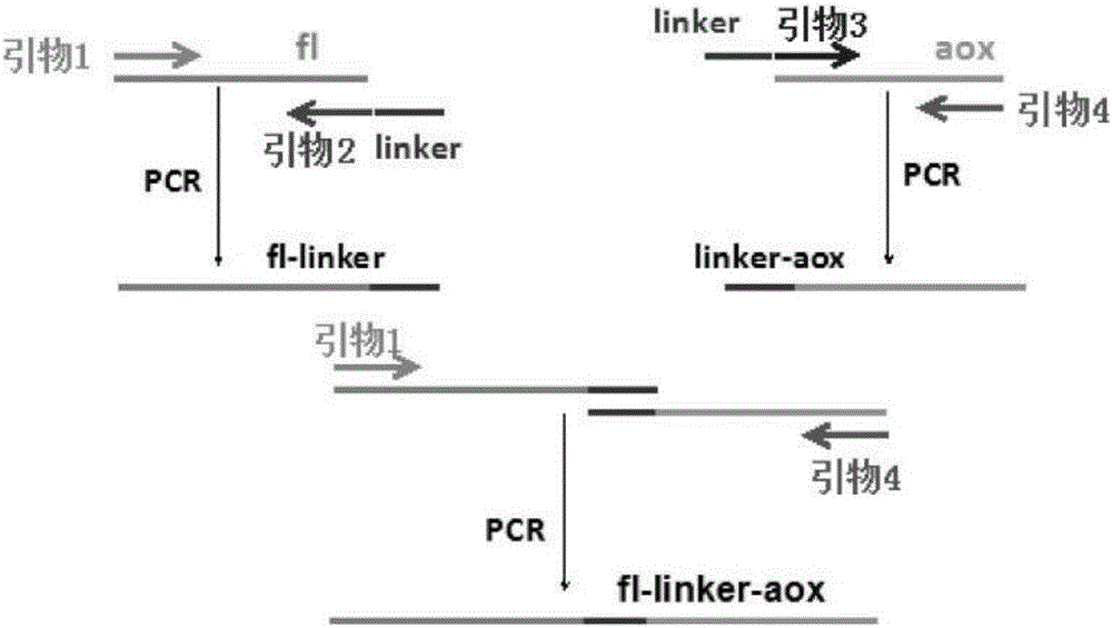 Transformed luciferase gene, recombinant vector containing transformed luciferase gene, engineering bacterial, construction method of recombinant vector, and fermentation method of engineering bacterial