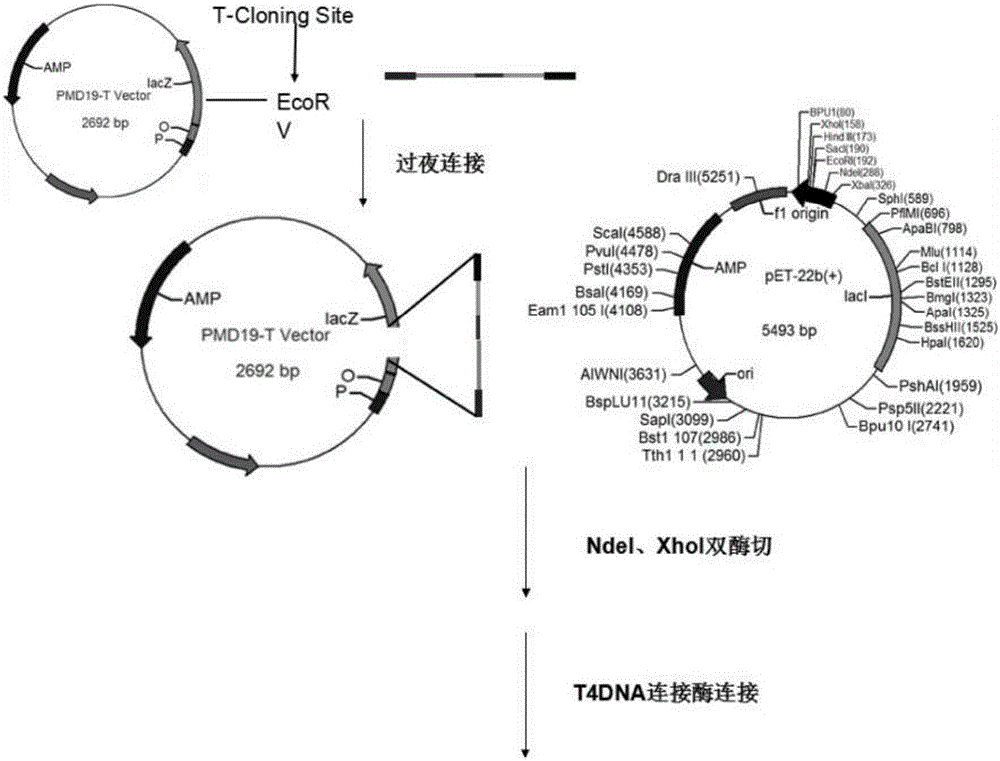 Transformed luciferase gene, recombinant vector containing transformed luciferase gene, engineering bacterial, construction method of recombinant vector, and fermentation method of engineering bacterial