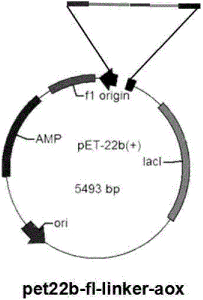 Transformed luciferase gene, recombinant vector containing transformed luciferase gene, engineering bacterial, construction method of recombinant vector, and fermentation method of engineering bacterial