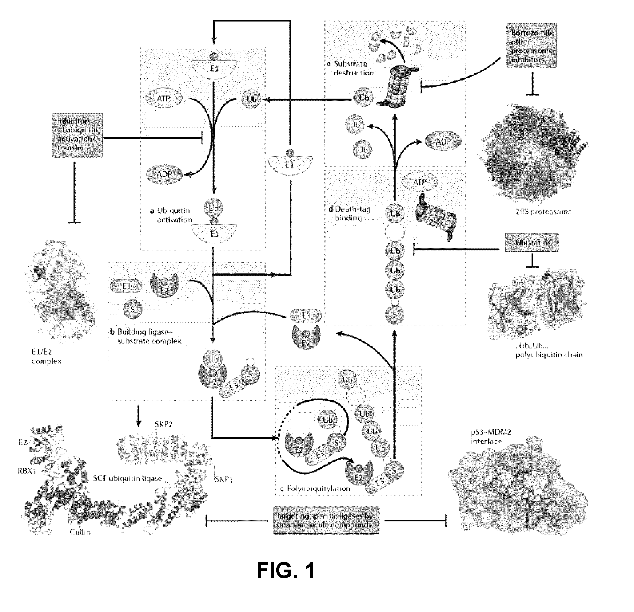 Assay for inhibitors of CIP/KIP protein degradation