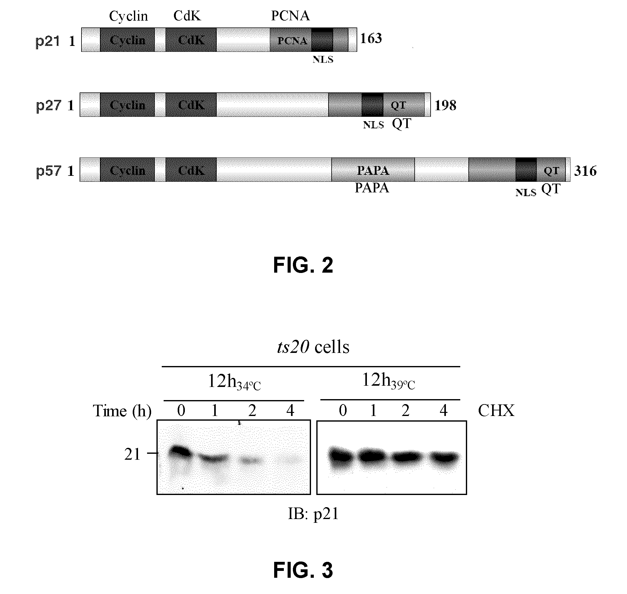 Assay for inhibitors of CIP/KIP protein degradation