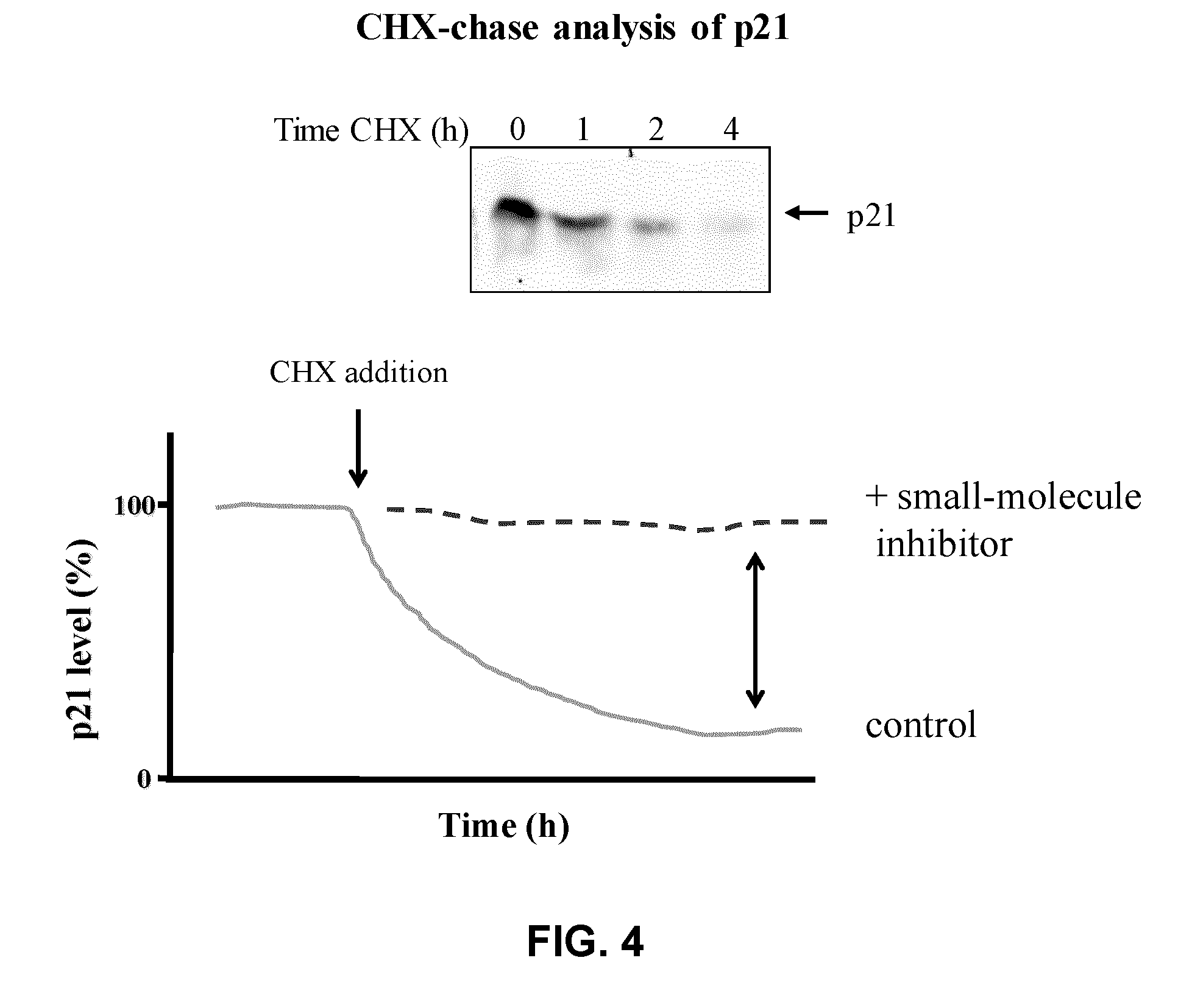 Assay for inhibitors of CIP/KIP protein degradation