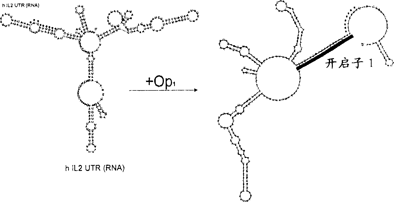 Screening assays