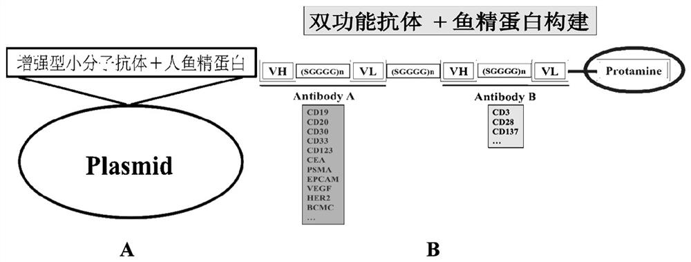 Construction and application of an enhanced small molecule antibody