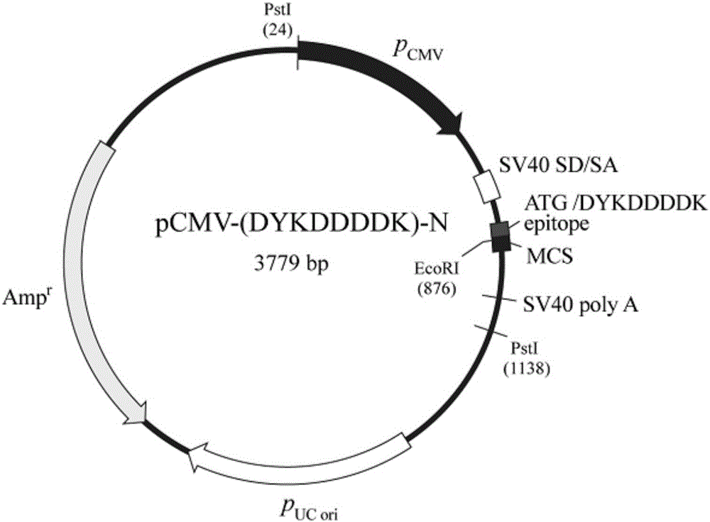 Cancer inhibition polypeptide 127aa and expression vector and application thereof