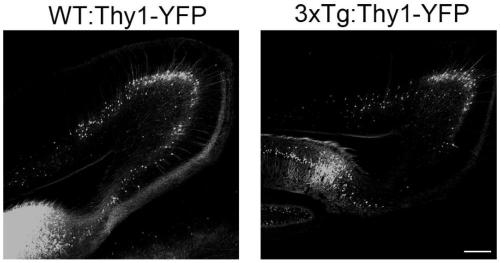 Probiotic composition capable of preventing and relieving Alzheimer's disease, and application of probiotic composition